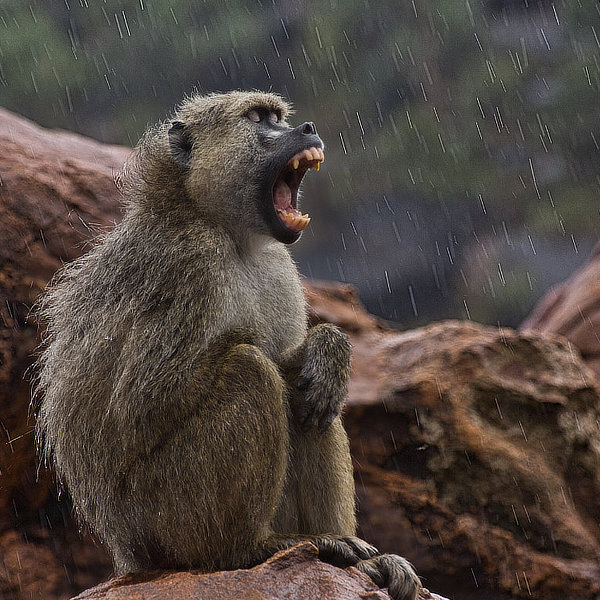 African wildlife by David Cayless