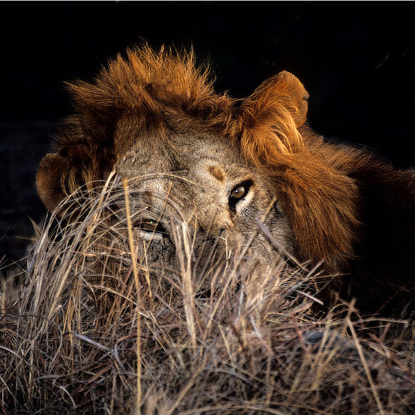 African wildlife by David Cayless