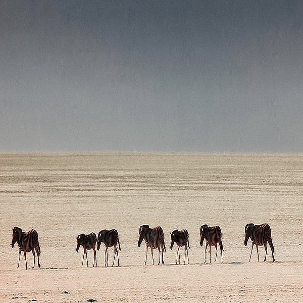 African wildlife by David Cayless