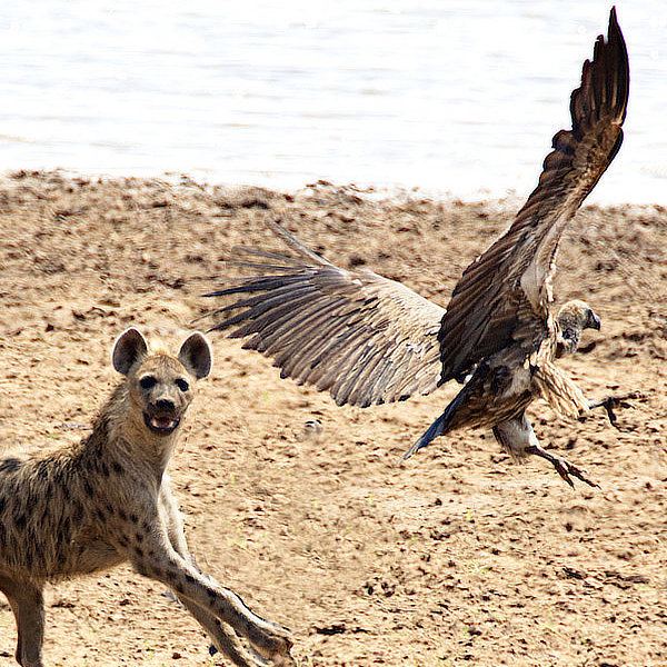 African wildlife by David Cayless