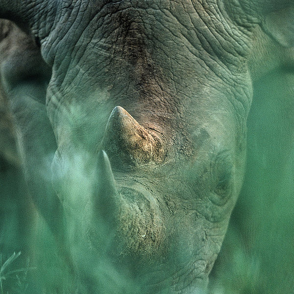 African wildlife by David Cayless