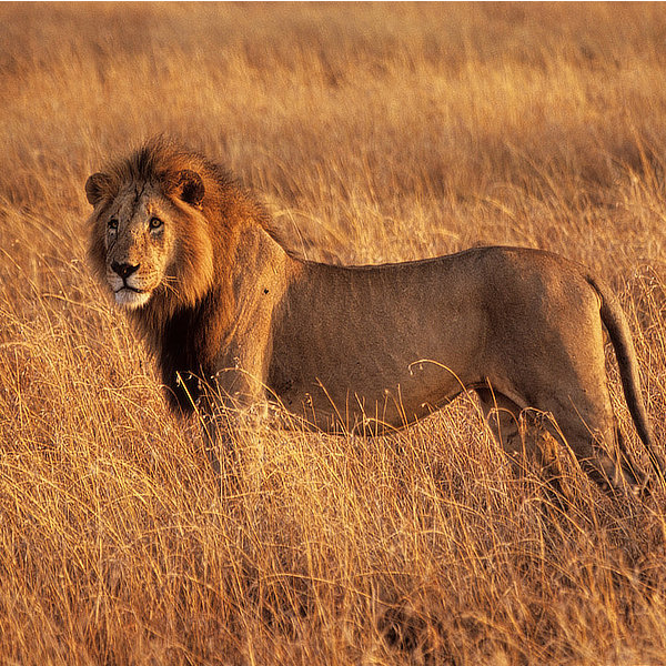 African wildlife by David Cayless