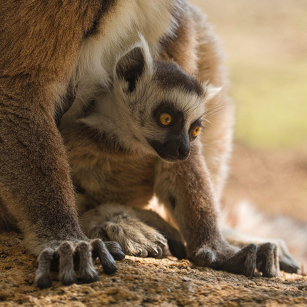 Madagascar by David Cayless