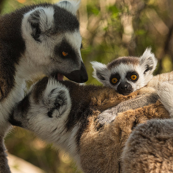 Madagascar by David Cayless