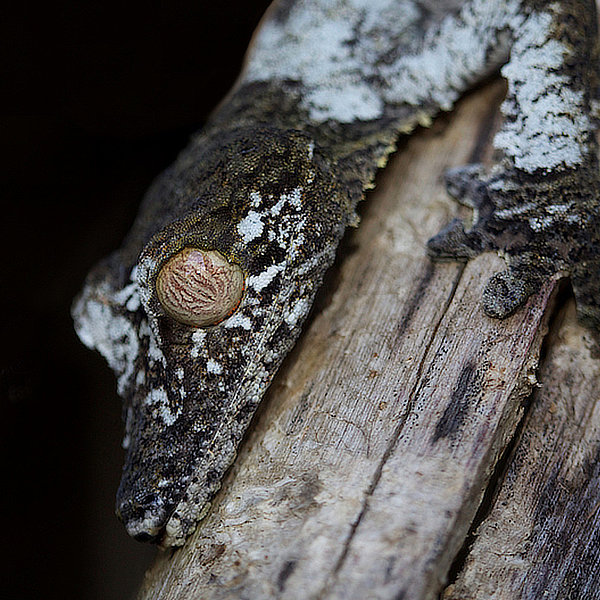 Madagascar by David Cayless