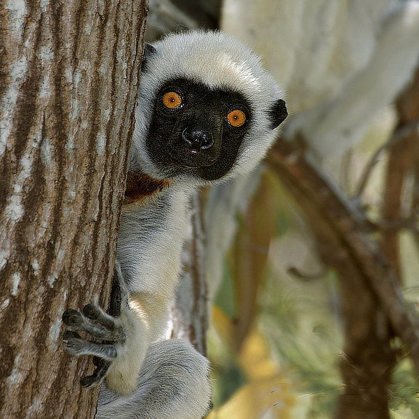 Madagascar by David Cayless