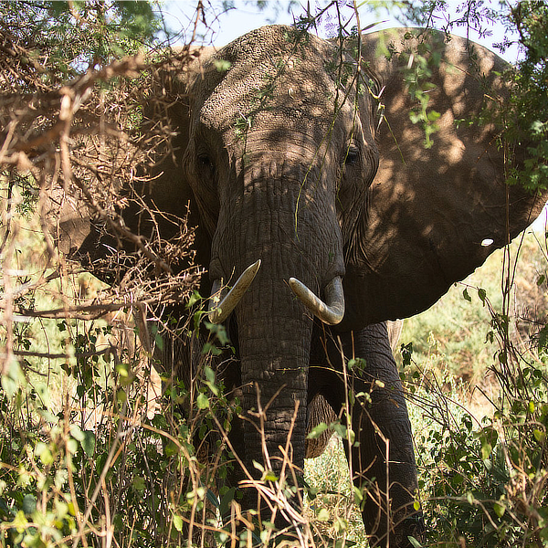 Elephants by David Cayless