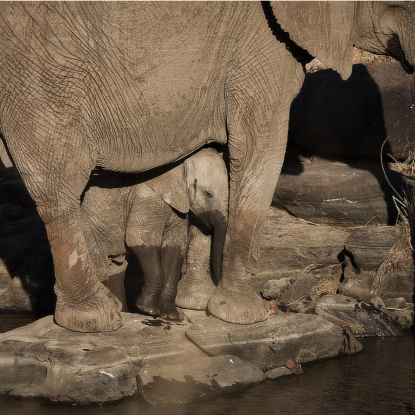 Elephants by David Cayless