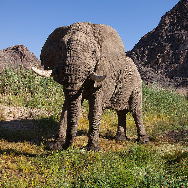 Elephants by David Cayless