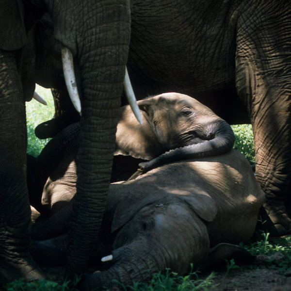 Elephants by David Cayless