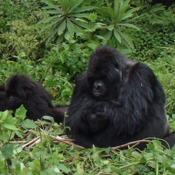 Gorillas of Rwand by David Cayless