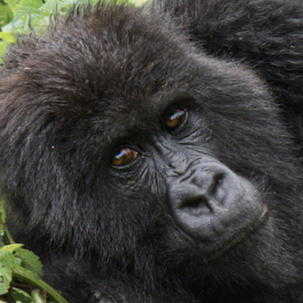 Gorillas of Rwand by David Cayless