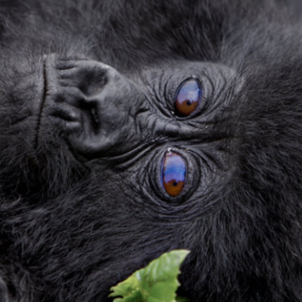 Gorillas of Rwand by David Cayless